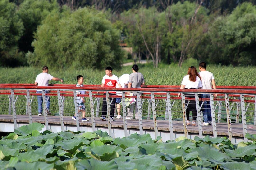 辽宁|辽宁湿地生态游逐渐走红