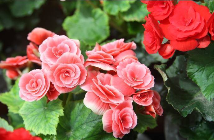 一种比月季花期还长的盆栽花卉，花开艳丽，比绿萝君子兰都好养！