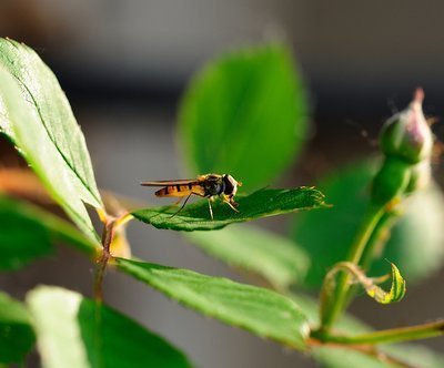 生物学家 南半球中纬度岛屿的昆虫，为何都放弃了飞行能力？