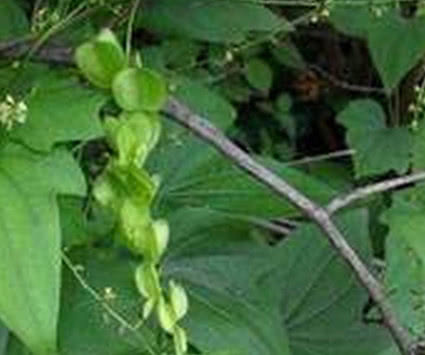 生姜|长在树上的生姜,农民见了不敢吃,城里300块1斤抢着要!