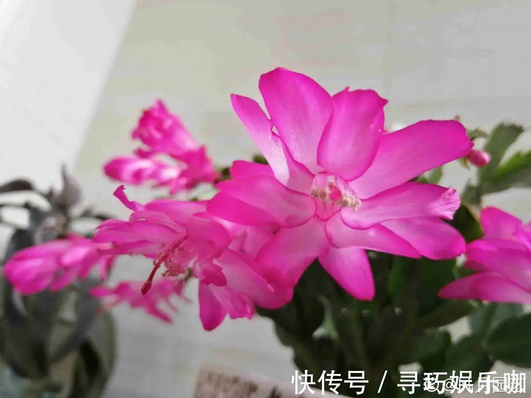 9种花特怕冷,低温浇水容易冻死,夜晚套袋子保暖