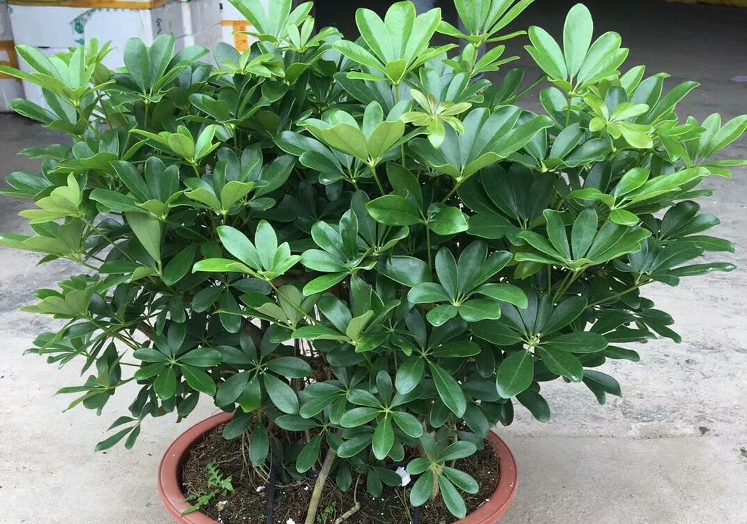 家养鸭脚木,学会一招,越养越多越养越旺,净化空气又美观