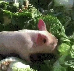 |搞笑GIF：本以为可以瞒天过海 结果还是被发现了
