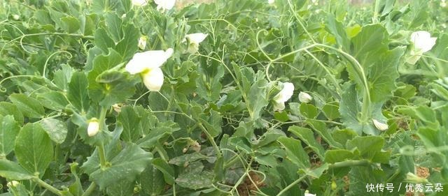 清妍豌豆开白花,用心赏悦美如画