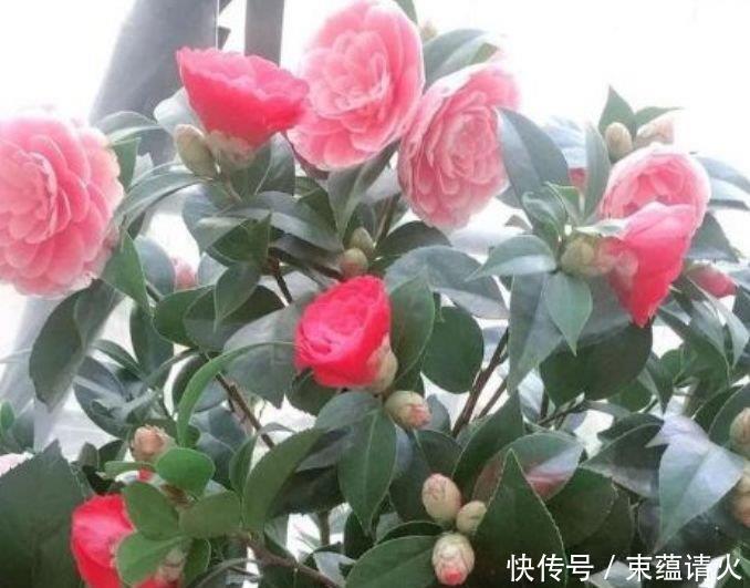 4款艳美的花卉,花大色艳花期长,养客厅一盆,香飘四溢!