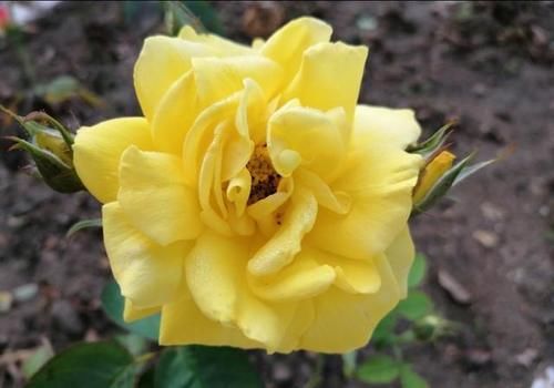  黄叶|盆栽月季花为什么老死叶子？