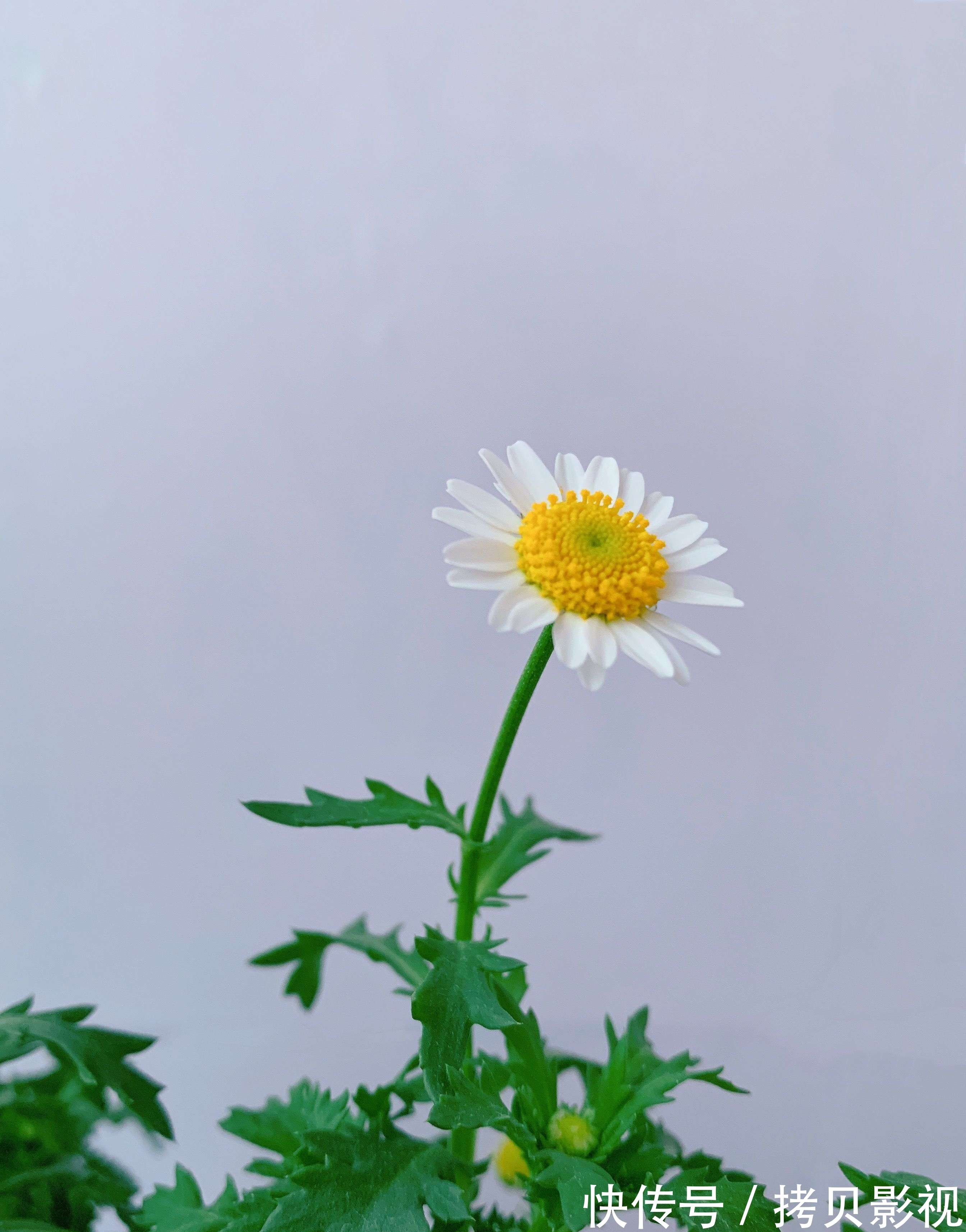 星座|11月底,水逆退散,福缘自来,爱情上佳,事业稳定的4个星座