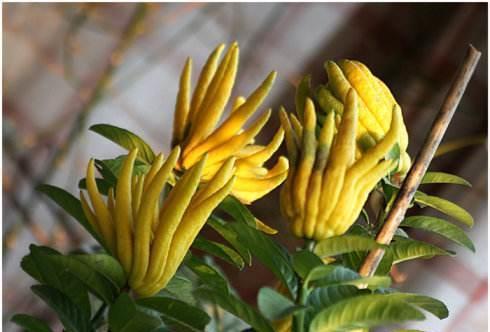 老花农都爱养的四大辟邪花卉,养一盆避邪镇宅,你家养了没?