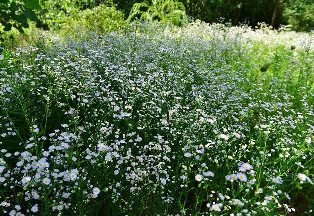 解放公园 谁道人间四月芳菲尽？武汉六月盛芳菲