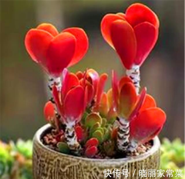 多肉唐印最省心,随便砍一刀,轻松长爆盆,红红火火超喜庆