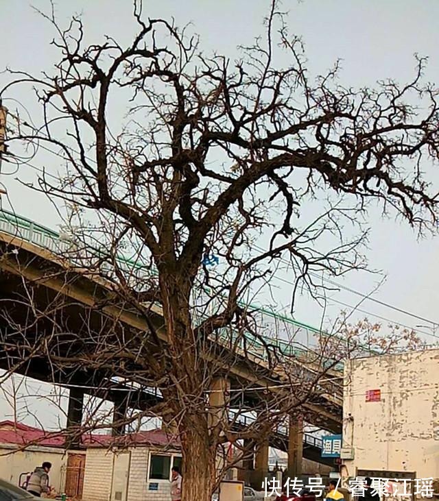 铁路|济南西部一棵大槐树，曾是津浦铁路“标杆”，催生槐荫区的命名