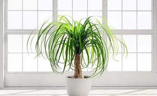 酒瓶兰|3种被人误会的“丑花”,霸气侧漏寓意好,镇宅招财又平安