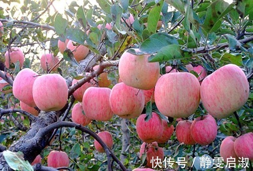 营养专家|晚上吃苹果,对健康是利是弊很多人分不清,营养专家告诉你答案