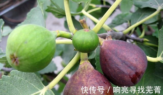 养殖|无花果又叫天仙果，营养丰富甜糯可口，很适合作为盆栽来养！
