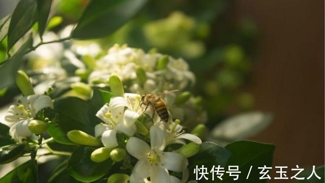 茉莉花|什么花开花勤还香，这种花香似茉莉，一开120天