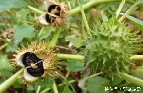 蒙汗药|“曼陀罗”你认识吗?农村古老神秘宝贝!“一半天使,一半魔鬼”
