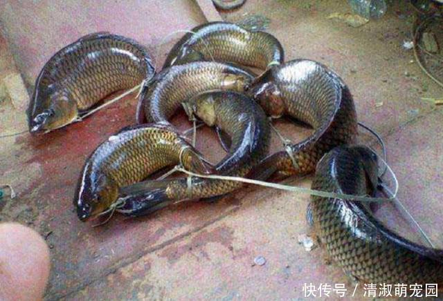 农村神奇的弓鱼术！这样绑鱼离水一天都不会死，是什么原因
