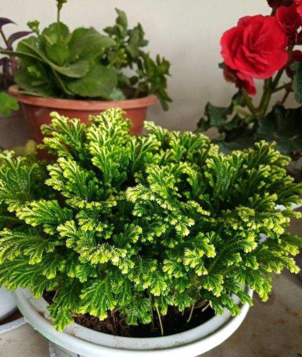 这花号称“死不了”，干透浇点水，叶子绿油油