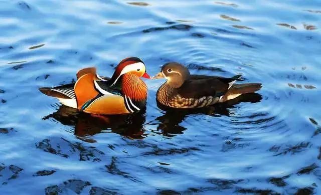 鸳鸯劫（深度好文）