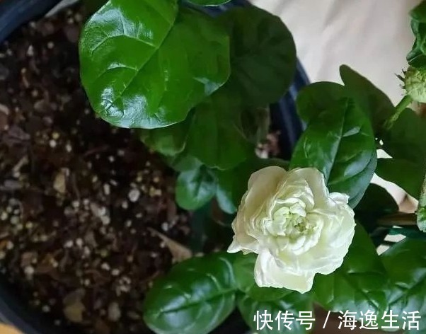 浇水|茉莉盆栽开花少,别怪人不争气,没满足这些条件,谁养都一样