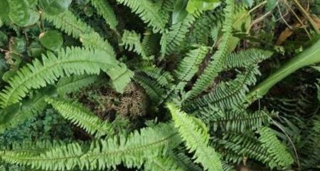 吸毒|农村一种神奇的“吸毒”野草,泡酒服用,祛风活血治跌打损伤