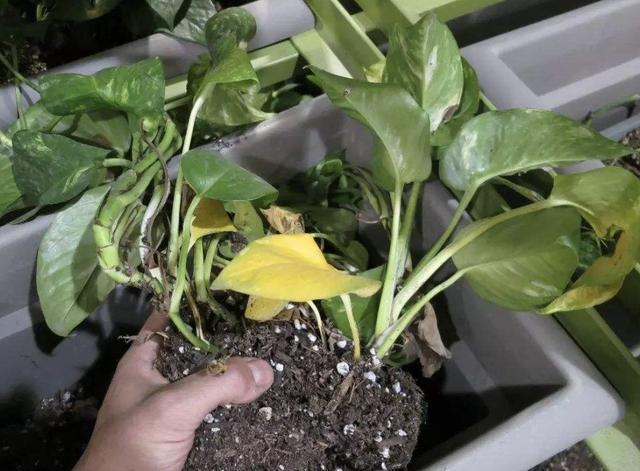 秋天|胡大姐养绿萝,秋天用3招“治理”,叶子变大“1倍”,窜到1米长