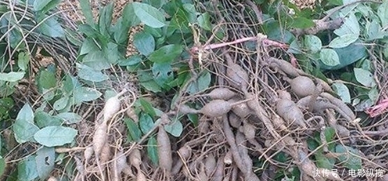 农村|农村有一种野菜，根卖80元一斤，种子卖到600元一斤