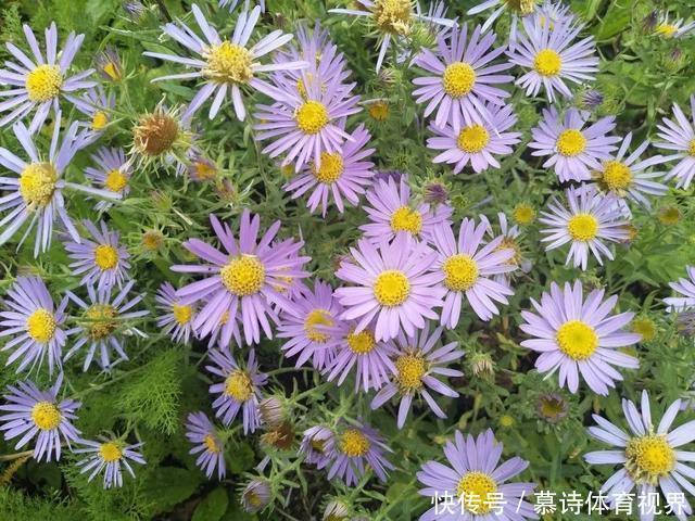 鼠尾草鼠尾草|这花名字太难听,我实在叫不出口,到底谁起的