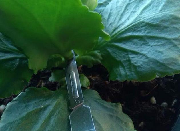 扦插成活的长寿花,“四项”重要管理缺一不可,成型快,开花多