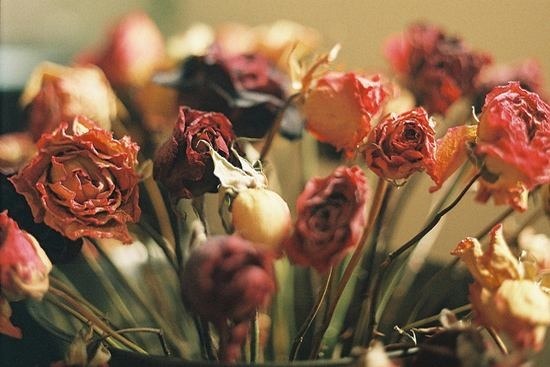 七夕收到的鲜花,看几天就败教你3招,放一年都没事!