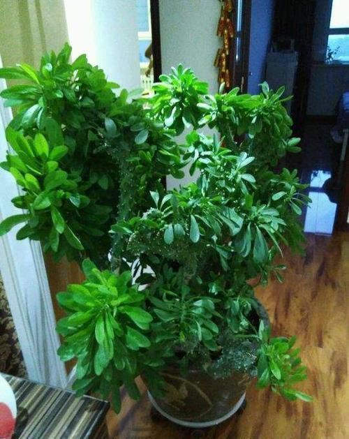 大爷捡到一棵“玉麒麟”,拿回家养盆里,半年来了6-7个买主