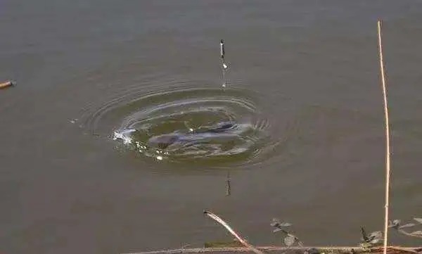 野钓时常见的几种漂相，熟练掌握分析到位，你就是钓鱼大师！