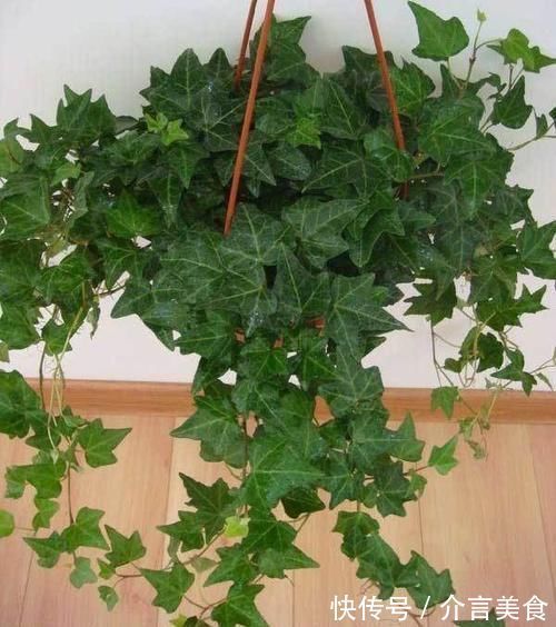 养花好几年,3个“小技巧”要收好,方法简单,盆栽长得好极了