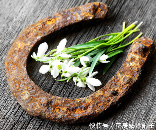 有种名贵的植物,植株可入药,花朵可提取精油,养护却很简单