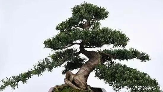 教你如何制作罗汉松盆景!