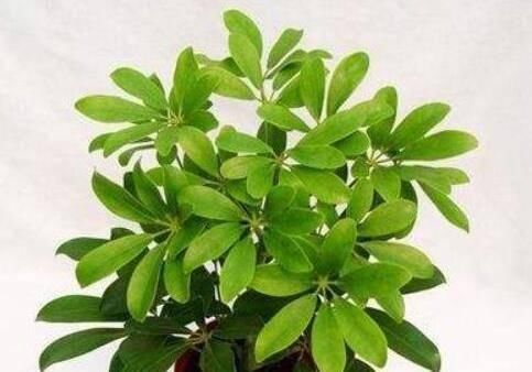 不用|什么黄豆水、淘米水都不如“它”,1勺就爆盆,不用发酵无异味