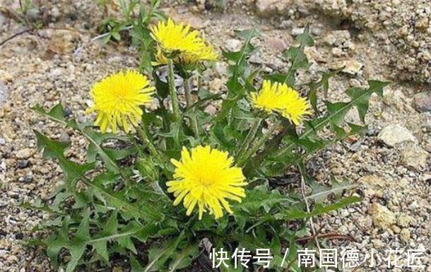 葡萄干|蒲公英和它一起泡水，能够去除肝火、保护肝脏，快试一试吧！