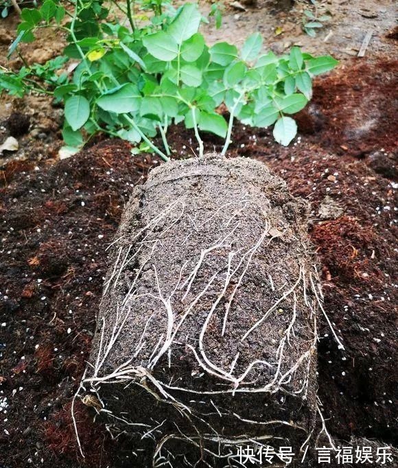 蚯蚓|总烂根黄叶，盆里撒一把它，不管多难养，很快能冒芽冒花！