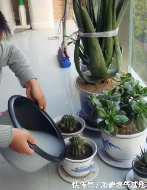 养花别浇4种“夺命水”，浇1次就烂根、烂芯，一定要当心