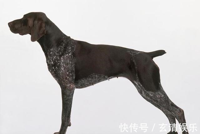 哮天犬$二郎神杨戬有哮天犬,牛魔王有神兽,孙悟空的宝物让神佛垂涎