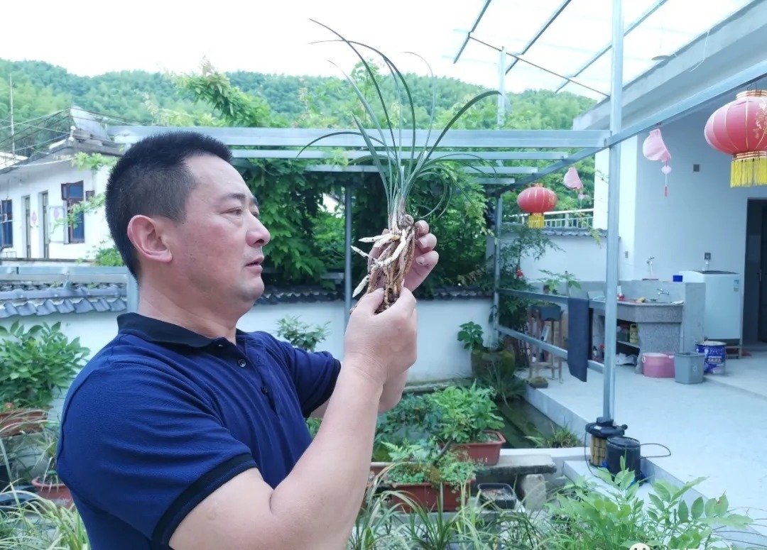 兰花|轻松看出兰花是否烂根?连花盆都不用翻,新手兰友也会看准确