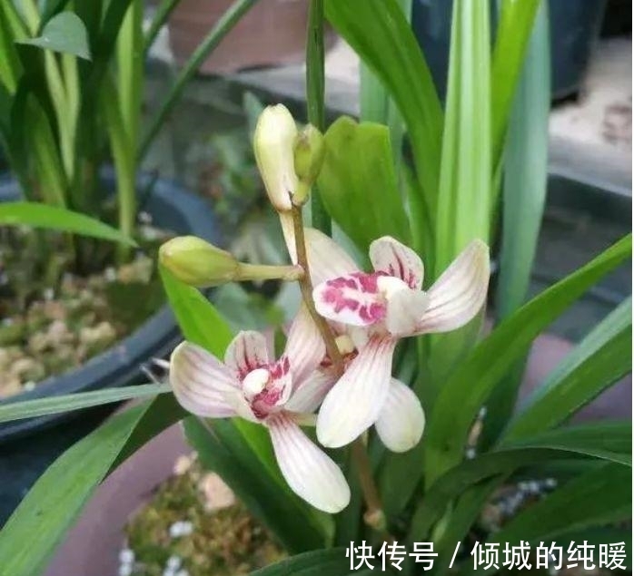 茉莉花|养花就养这几款,花朵小巧玲珑,四季有花开,花香四溢飘满屋,美