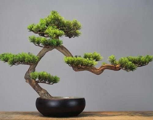 撒点|盆栽换上新土没几个月就板结怎么办别着急,撒点它十年不结块