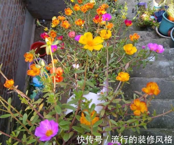 养花|没有花盆,怎么养花?解决方法有3种,你知道吗?