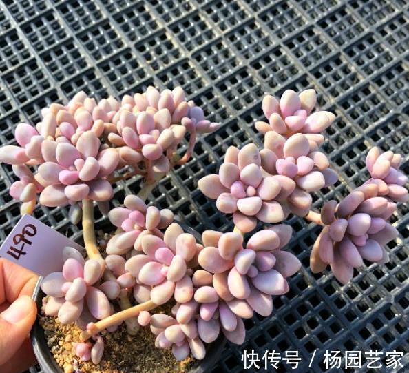 悬崖|喜欢悬崖桩多肉选它,叶片肥厚上色美,茎秆粗壮易爆头