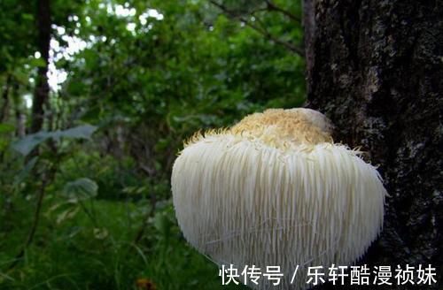 健脾暖胃|秋天脾胃虚寒, 这三种食物能够健脾暖胃。