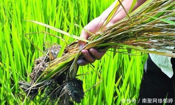 办法|朱元璋不仅是皇帝,还是农业专家,他曾发明一项让人吃饱饭的技术