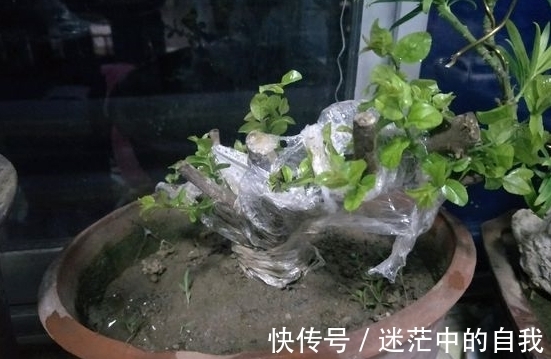 修剪|雀梅被誉为“镇宅树”,春夏养长得比冬日快1倍,制成盆景超值