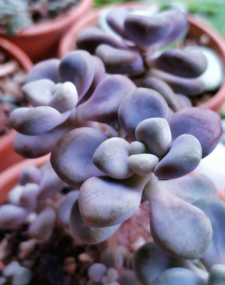 成长|与多肉一起走过的日子,见证多肉的成长过程!