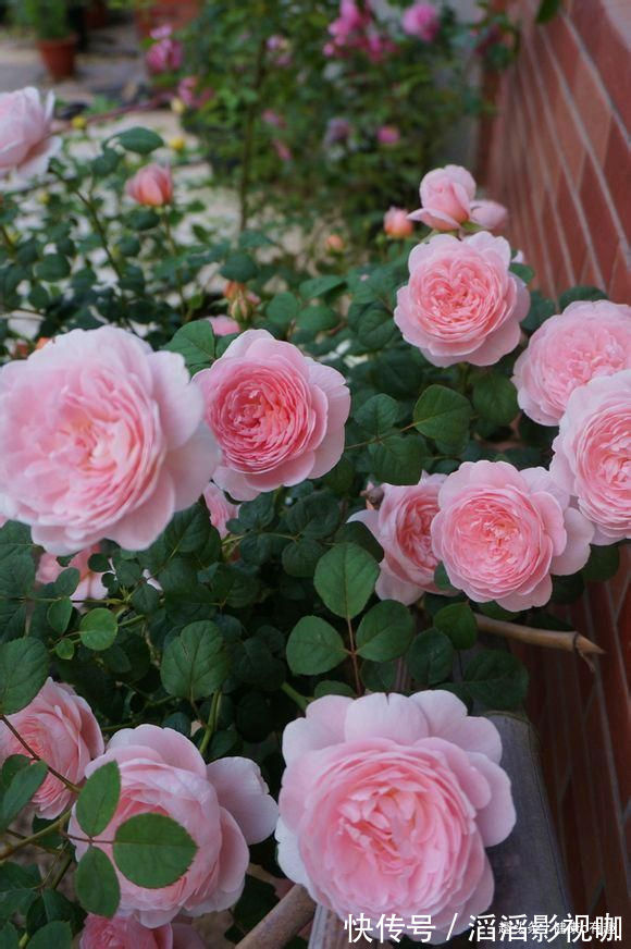 月季|优良月季”瑞典女王“,清秀淡雅,惹人喜爱,堪称是养花必备
